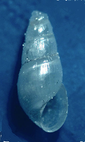 Odostomia erjaveciana?